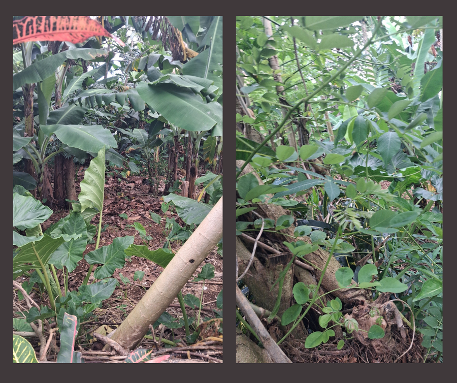 UNDER CONTRACT  – ¼ ACRE LAND | VAITELE