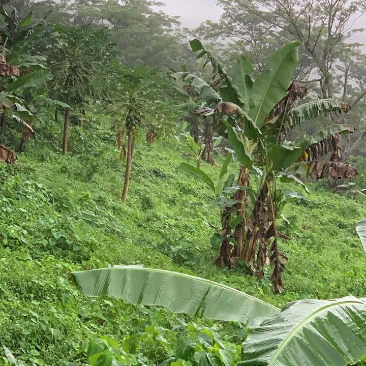 8 acres of prime land located LETOGO   (Upolu Island, Samoa)