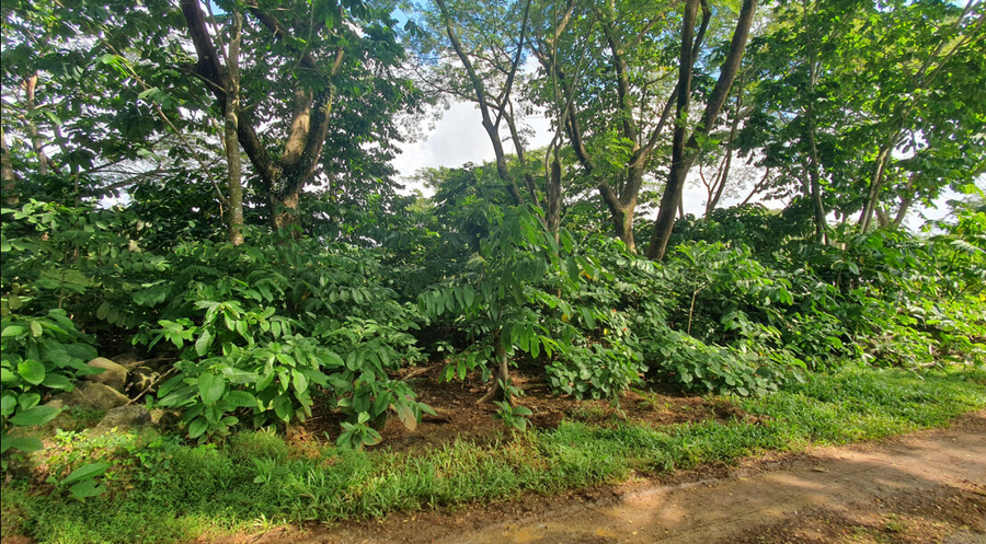 1/2 Acre section for sale  Puipaa