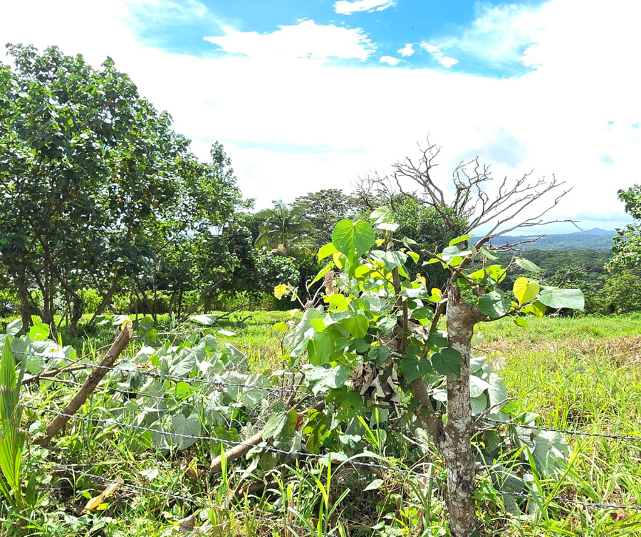 1 ACRE  FOR SALE- TIAPAPATA