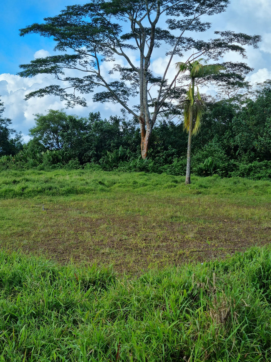 Vacant Land - Afiamalu  (Upolu Island, Samoa)